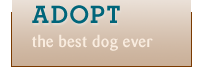 Adopt rescue dog