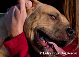 Ladys Hope Rescue: Riley