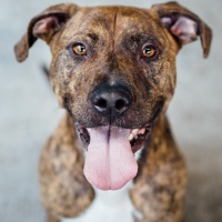 seattle dog adoption