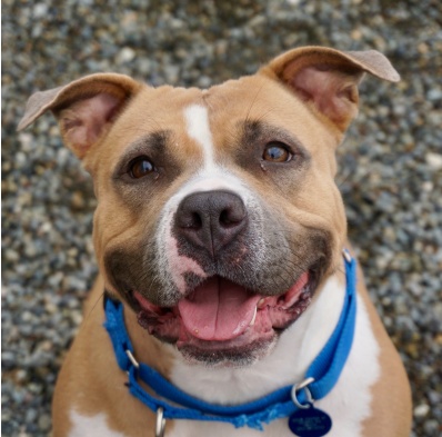 seattle dog adoption