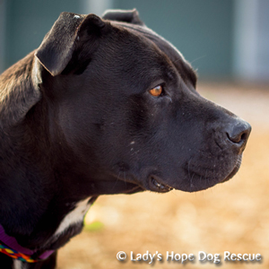 Ladys Hope Rescue: Roxy