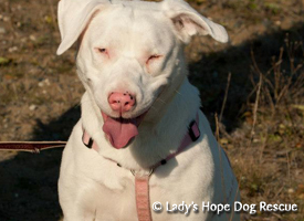 Ladys Hope Rescue: Sally