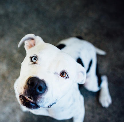 seattle dog adoption