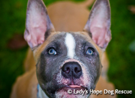 Ladys Hope Rescue: Willie