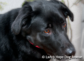 Ladys Hope Rescue: Ziggy